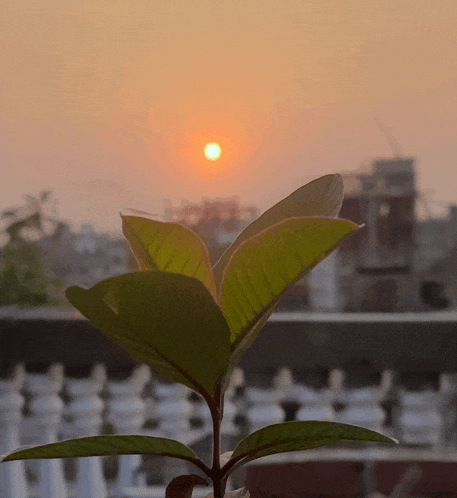 the sun is setting behind a green plant