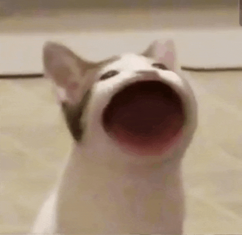 a cat is sitting on the floor with its mouth open and looking up .