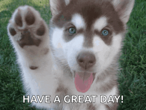 a picture of a husky puppy with the words have a great day written below it