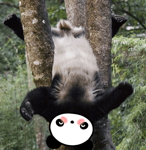 a panda bear is upside down in a tree