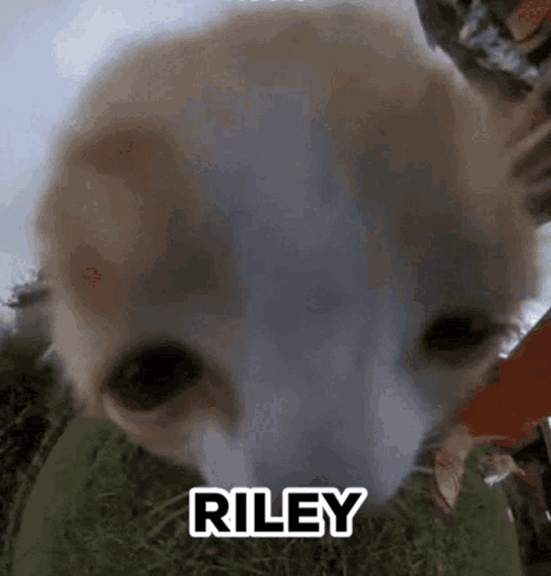 a close up of a dog with the name riley on it