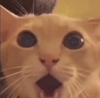 a close up of a cat 's face with its mouth open and blue eyes .