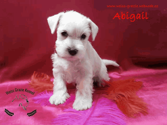 a small white puppy named abigail is sitting on a pink surface