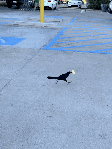 a black bird with a piece of food in its beak