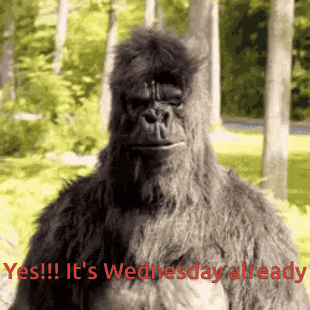 a picture of a gorilla with the words yes !!! it 's wednesday already