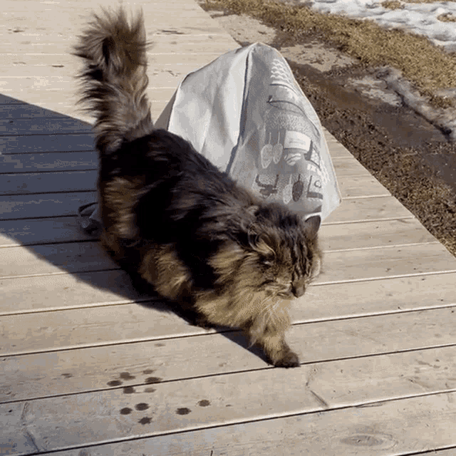 a cat standing on a wooden deck next to a bag that says ' i 'm sorry ' on it