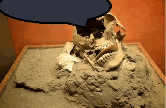 a skull is on display with a speech bubble above it