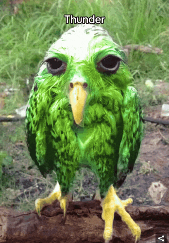 a green bird with a yellow beak is standing on a tree branch with the word thunder above it