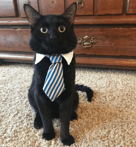 a black cat wearing a blue and white striped tie and white collar