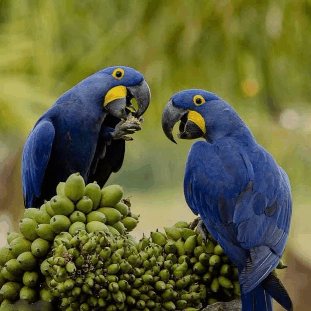 two blue parrots standing next to a bunch of green fruits