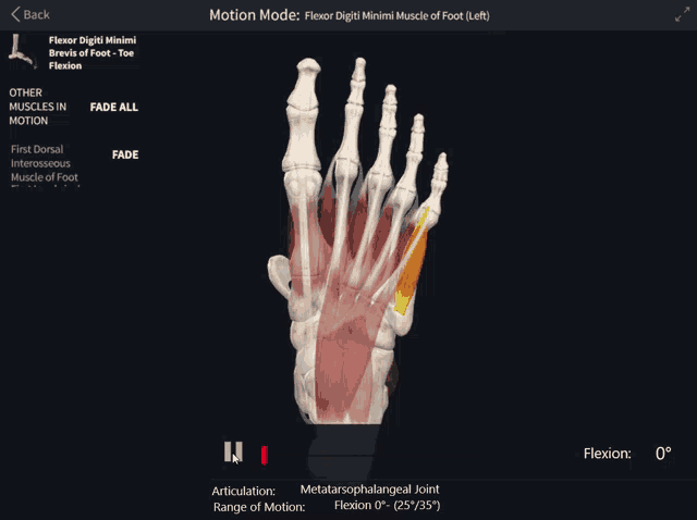 a screen shows the muscles of the foot and says motion mode at the top