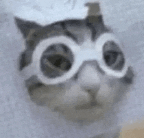 a close up of a cat wearing goggles on its face .