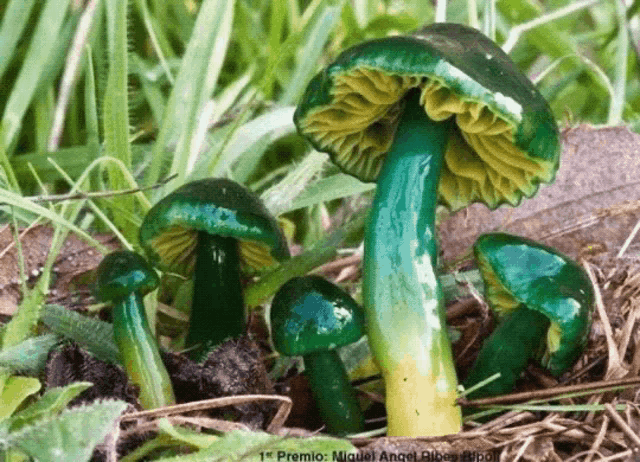 a group of green and yellow mushrooms are growing in the grass and a picture of the mushrooms was taken by miguel angel ribes