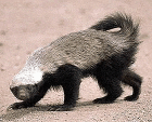 a honey badger is walking across a dirt field .