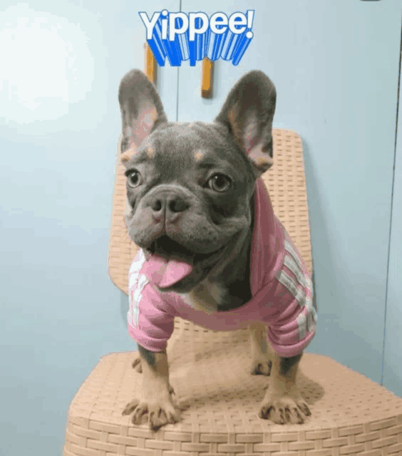 a french bulldog wearing a pink shirt with the word yippee written above it