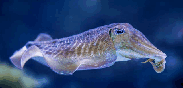 a cuttlefish is swimming in the water with a worm in its mouth