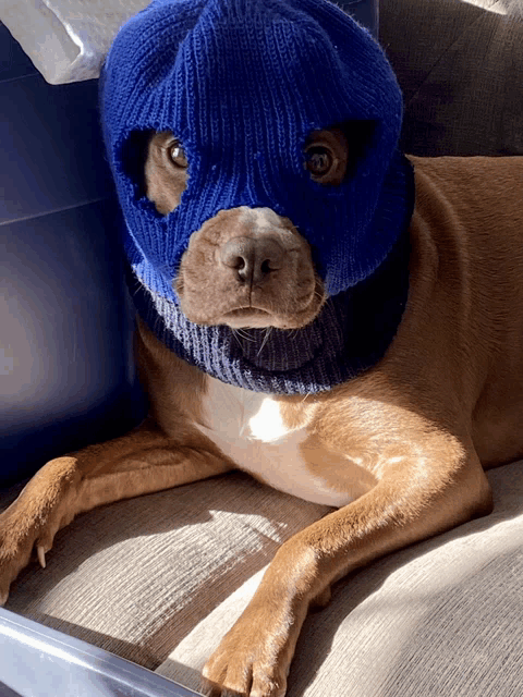 a brown dog wearing a blue ski mask laying on a couch