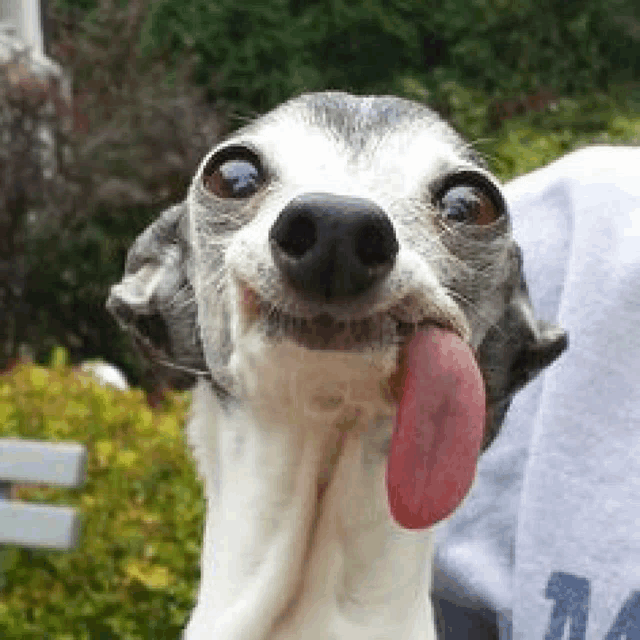 a dog is sticking its tongue out and smiling .