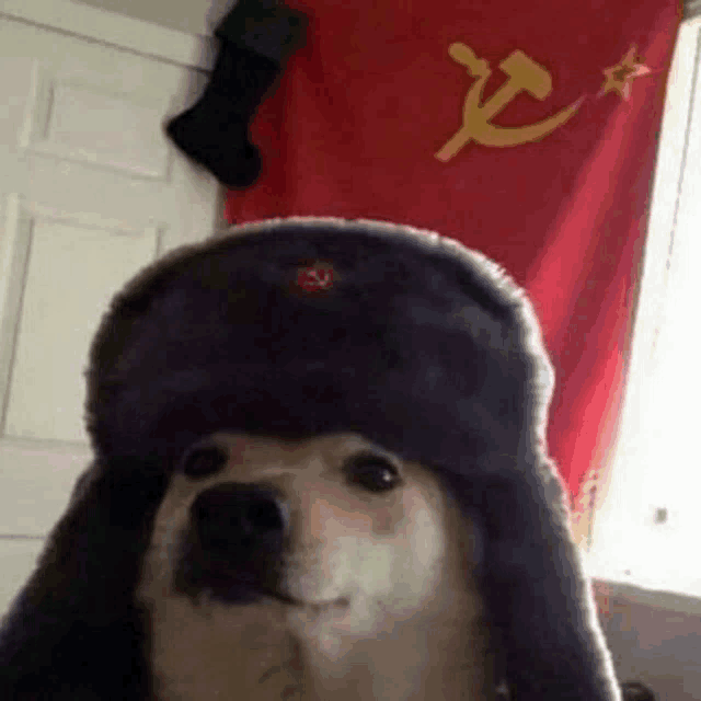 a dog wearing a russian hat is standing in front of a russian flag .