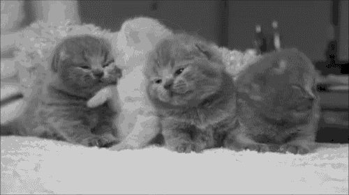 a group of kittens are sitting next to each other on a bed in a black and white photo .