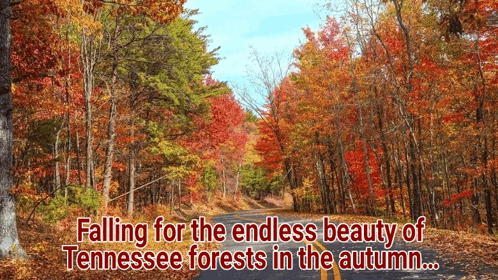 falling for the endless beauty of tennessee forests in the autumn ..