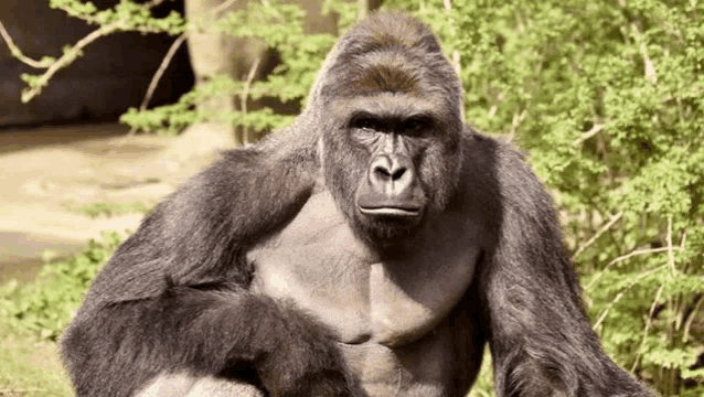 a gorilla sitting in the grass looking at the camera with trees in the background