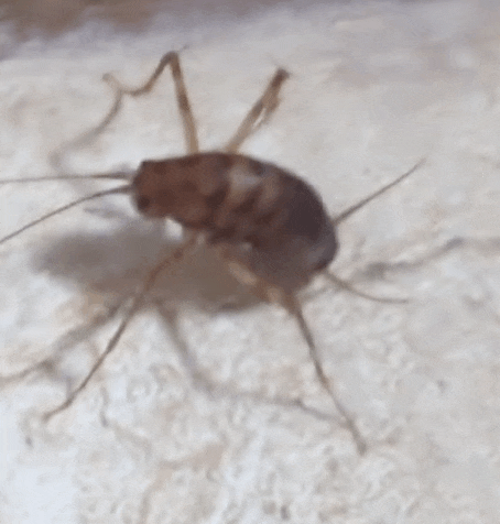 a close up of a small bug on a white surface