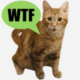 an orange cat with a green speech bubble that says wtf