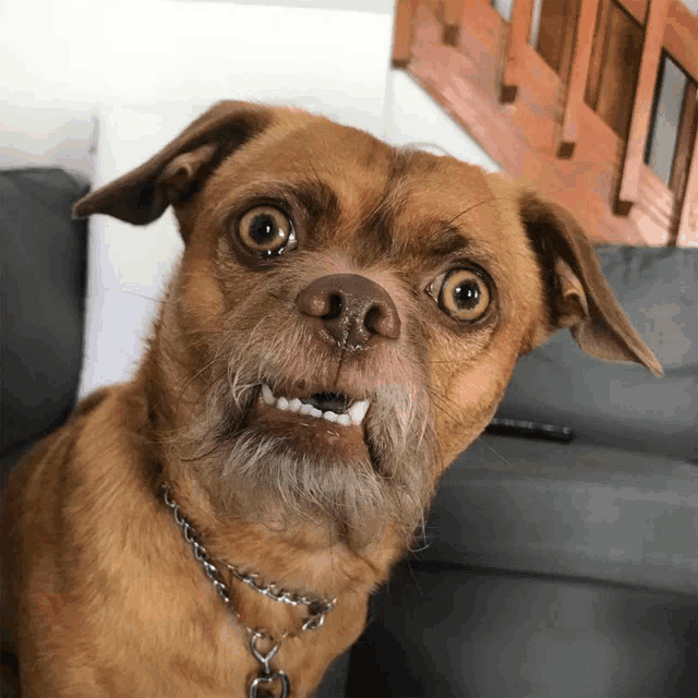 a close up of a dog 's face with a chain around its neck