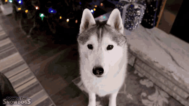 a husky dog standing in front of a christmas tree with the words gone to the snowdogs written on the bottom