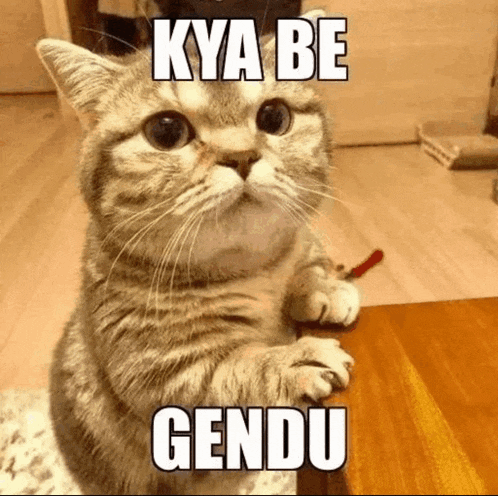 a cat is sitting on its hind legs on a wooden table with a caption that says kya be gendu .