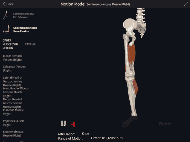 a computer screen shows a skeleton and muscles and says motion mode at the top