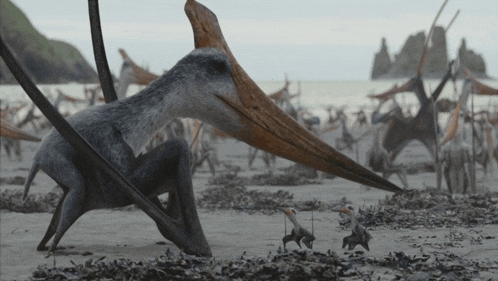 a large bird with a long beak is standing on a beach with other birds