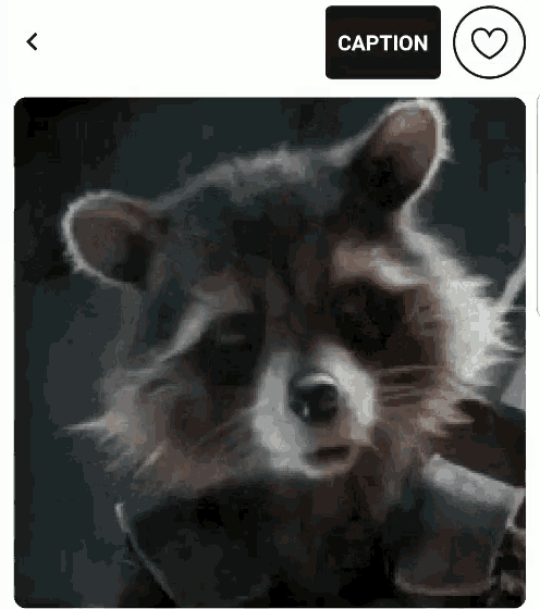 a raccoon is looking at the camera with a caption button .