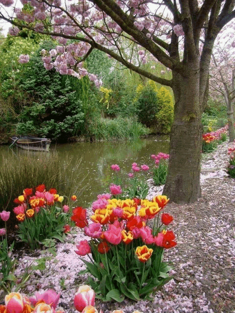 a pond with a boat in it and flowers in front of it