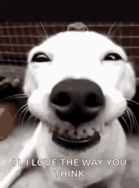 a white dog is smiling and saying `` i love the way you think ''