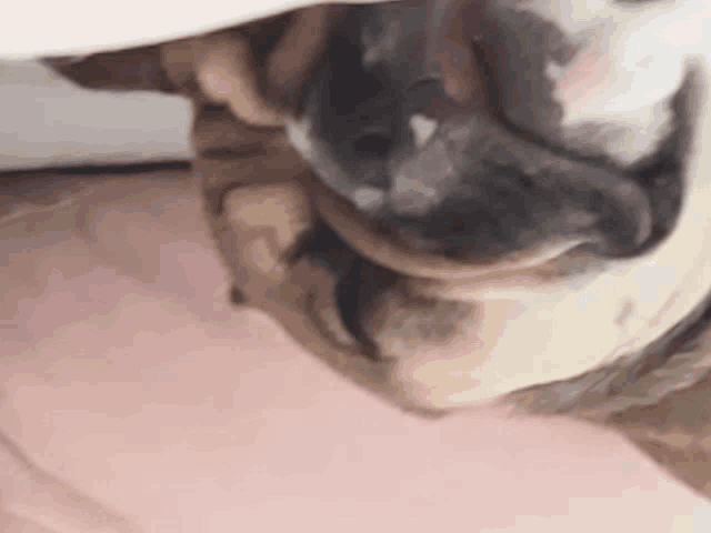 a close up of a pug dog with its mouth open