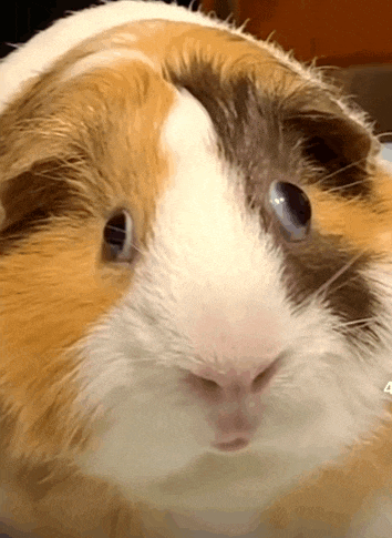 a brown and white guinea pig is looking at the camera