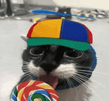 a cat wearing a hat and holding a colorful lollipop .