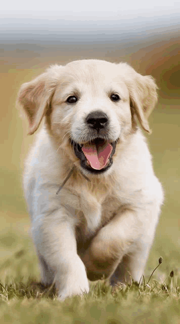 a puppy with its tongue hanging out is running through the grass