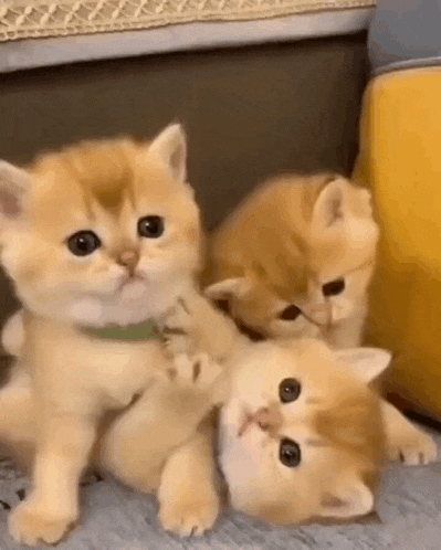 a group of kittens are playing together on a couch .