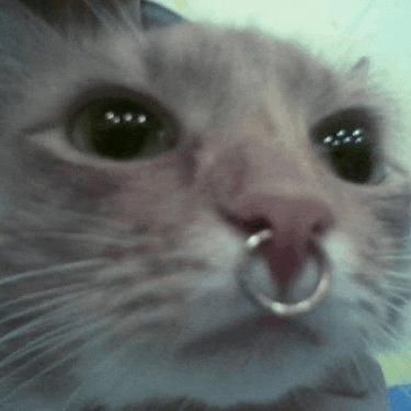 a close up of a cat with a nose ring on it