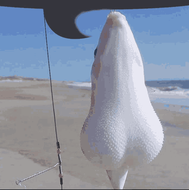 a fish that looks like a nose is hanging from a hook on a beach