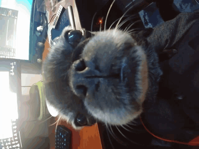 a close up of a cat 's face in front of a computer