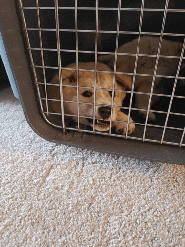 a small dog is laying in a cage with its mouth open