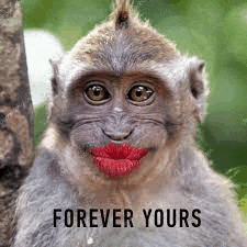 a monkey with red lips is sitting on a tree branch .