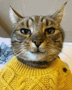 a cat wearing a yellow sweater with buttons on the front