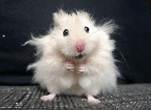 a fluffy white hamster with a pink nose is sitting on a carpet