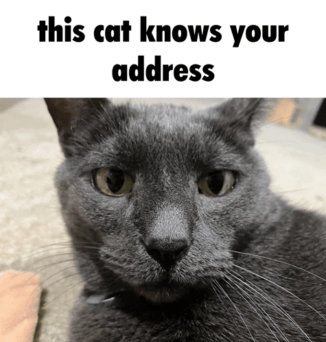 a gray cat laying on the floor with the caption " this cat knows your address "