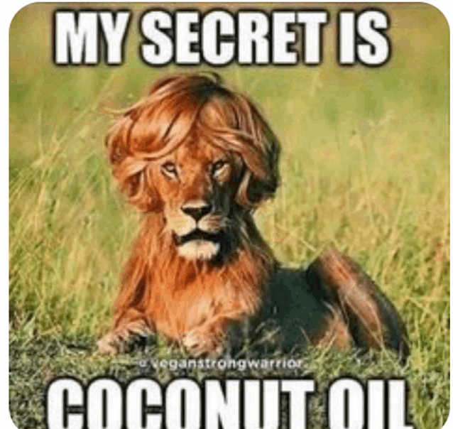 a lion with long hair is laying in the grass with a caption that says my secret is coconut oil